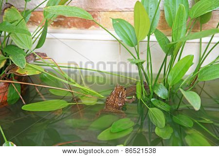 Toad Or Frog Resting On The Pond