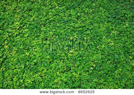 Green grass