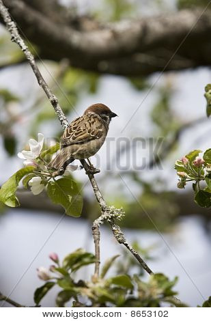 Vogel im Baum