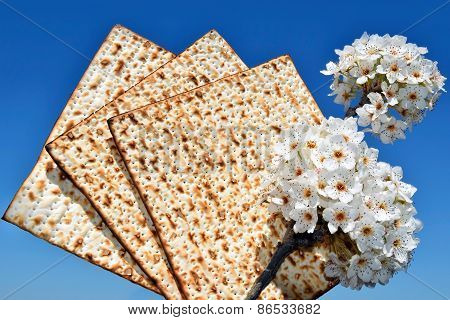 Branch Of A Blossoming Tree And Matzo