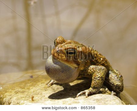 Ribbit