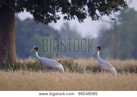 couple of sarus cranes walking in a field, Lumbini, Nepal