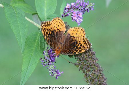 butterfly_001 laranja
