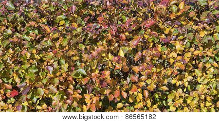 A colorful hedge in a garden.