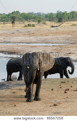 Herd Of African Elephants Drinking At A Muddy Waterhole
