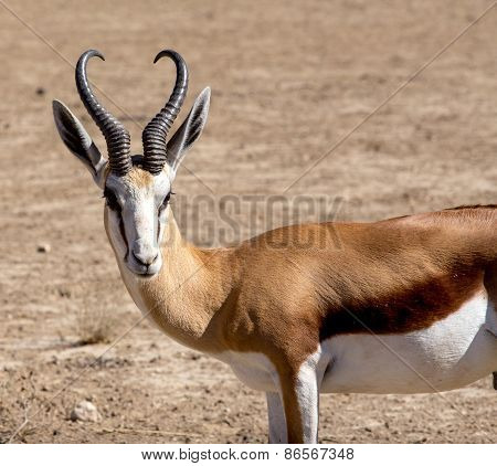 Portrait Of Springbok Antidorcas Marsupialis