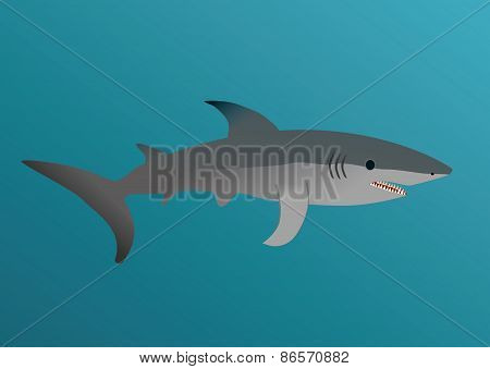 Shark