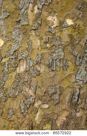 Closeup Of Plane Tree Bark