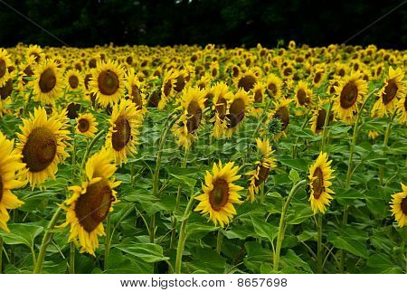 Sunflower party