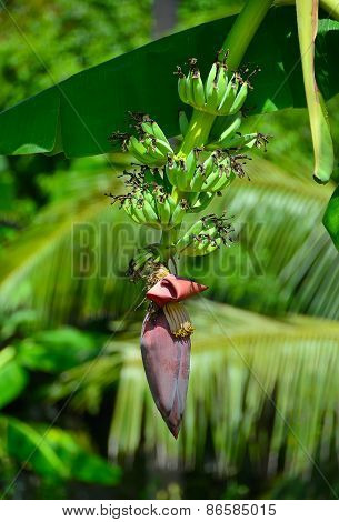 Branch with bananas