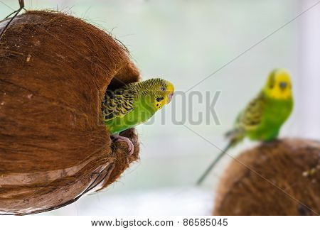 Two green budgerigar in old coconut nest