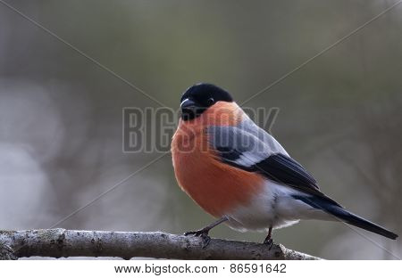male bullfinch
