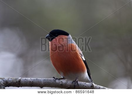 bullfinch