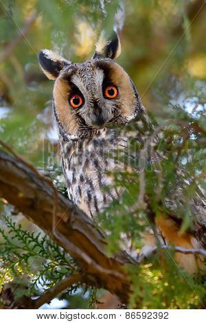 long-eared owl (Asio otus) in the tree