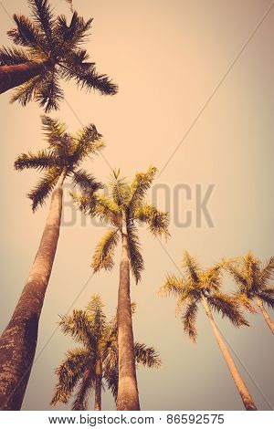 Coconut Palm Tree