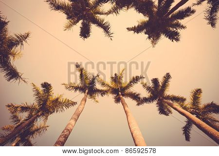 Coconut Palm Tree