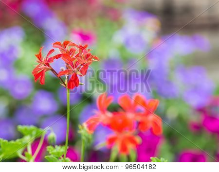 Red Pelargonium (geranium) Flower, Blooming In A Garden