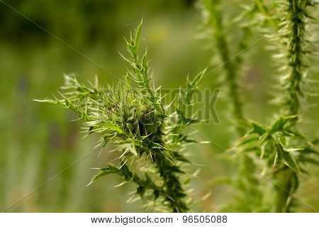 Grass, green grass, steppe grass. Natural background.  Green background. Green. Abstract grass background. Summer background.