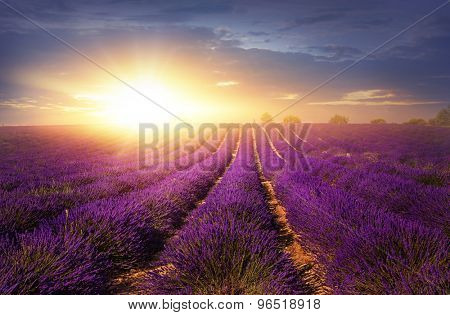 Lavender field at sunset, Provence 