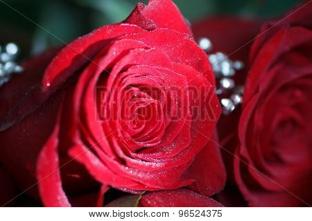 Beautiful Fresh Red Rose. Close Bud. Flower.