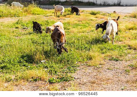 Sheeps in a meadow