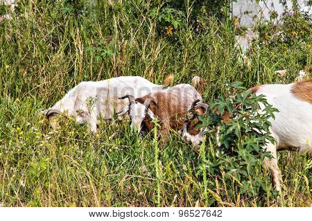 Sheeps in a meadow