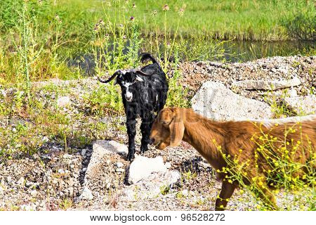 Sheeps in a meadow