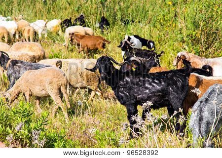 Sheeps in a meadow