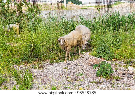 Sheeps in a meadow