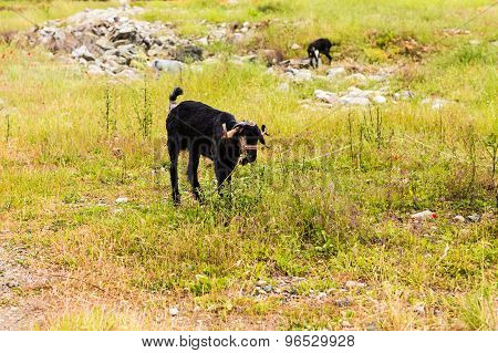 Sheeps in a meadow