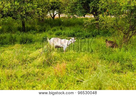 Sheeps in a meadow