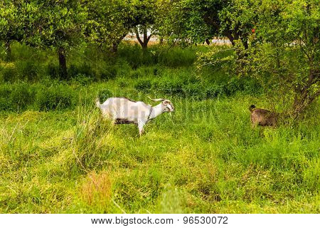 Sheeps in a meadow