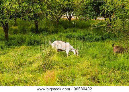 Sheeps in a meadow