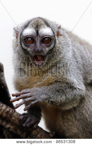 Owl Monkey