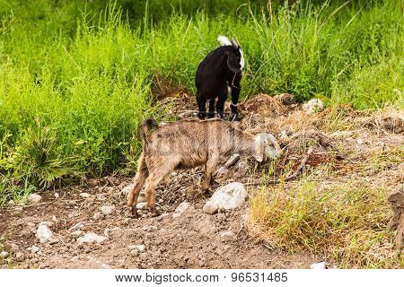 Sheeps in a meadow