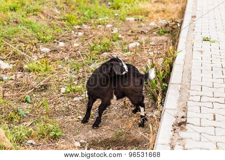 Sheeps in a meadow
