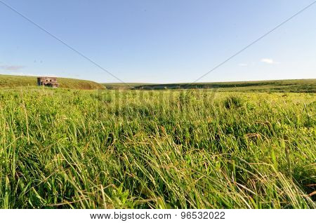 Tundra Landscape