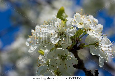 Spring Flowering Of Fruit Trees