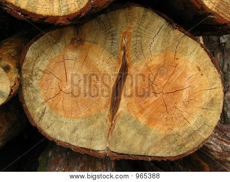 Holz