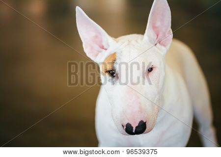 Close Up Pet White Bullterrier Dog
