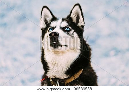 Close Up Young Happy Husky Puppy Eskimo Dog