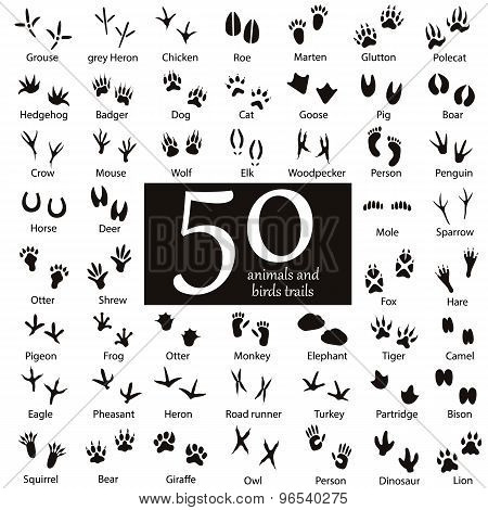 Set Of Animal And Bird Trails
