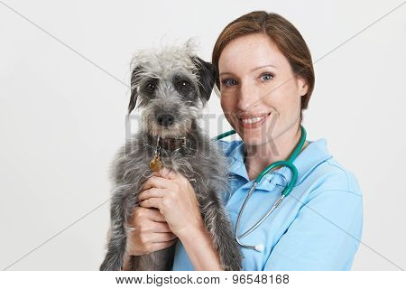 Studio Portrait Of Female Veterinary Surgeon Holding Lurcher Dog