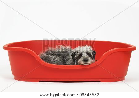 Studio Shot Of Pet Lurcher Lying In Red Dog Bed