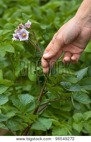 Picking Flowers From The Potatoes