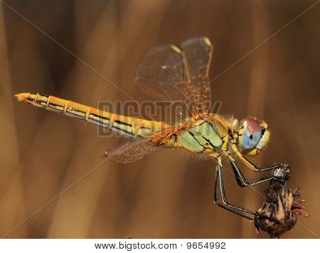 Keltainen Dragonfly purettu