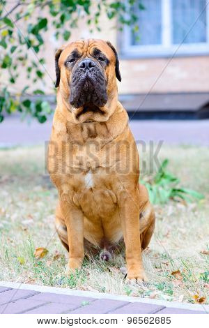 Pet Large Red Dog Bullmastiff