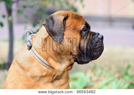 Portrait Dog Bullmastiff