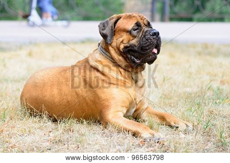 Pet Large Red Dog Bullmastiff