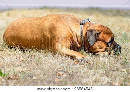 Pet Large Red Dog Bullmastiff
